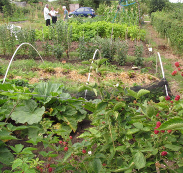 Gravel Lane Allotments