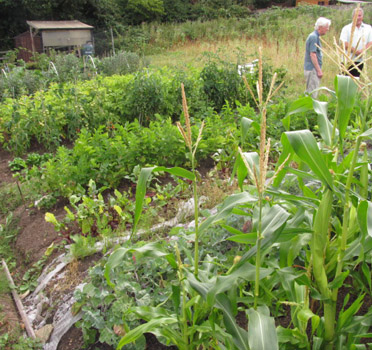 Gravel Lane Allotments