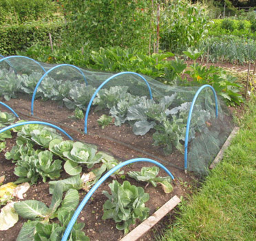 Gravel Lane Allotments