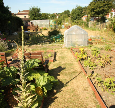 Limes Farm Allotments