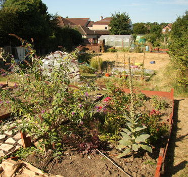 Limes Farm Allotments