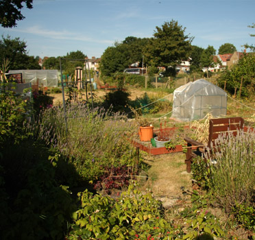 Limes Farm Allotments