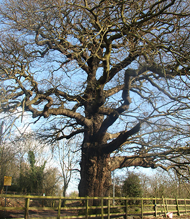 Dickens Oak Tree